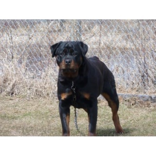 Rottweiler Breeder 22566