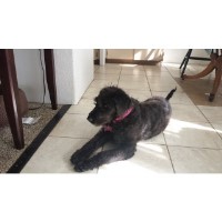 Awesome Labradoodle Ranch Labradoodle breeder