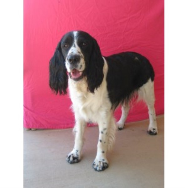 English Springer Spaniel Breeder 25019