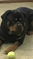 Catherine Stephens - Rottweiler Stud