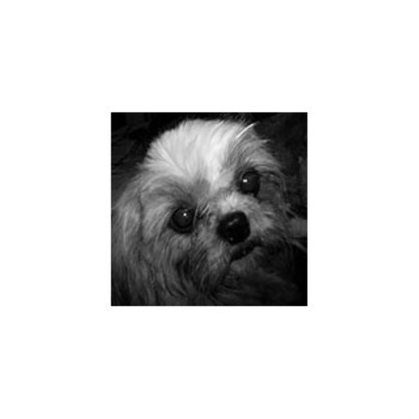 Shih Tzu Breeder 24906