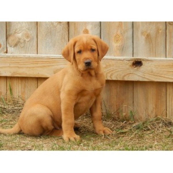 Labrador Retriever Breeder 22383