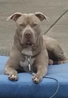 Pack of Pitts Kennels