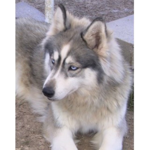 Siberian Husky Breeder 22044