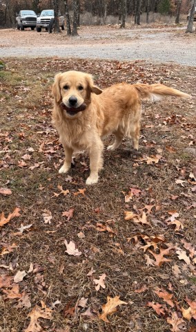 Golden Retriever Stud 31899
