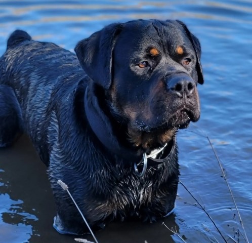 AKC GERMAN ROTTWEILER