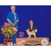 Li'l Promised Land Chihuahua breeder