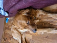 Nicole - Golden Retriever Stud