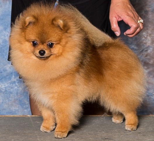 Heavenbound Pomeranians