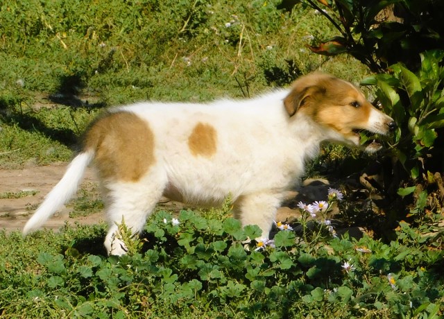 Collie Breeder 21014