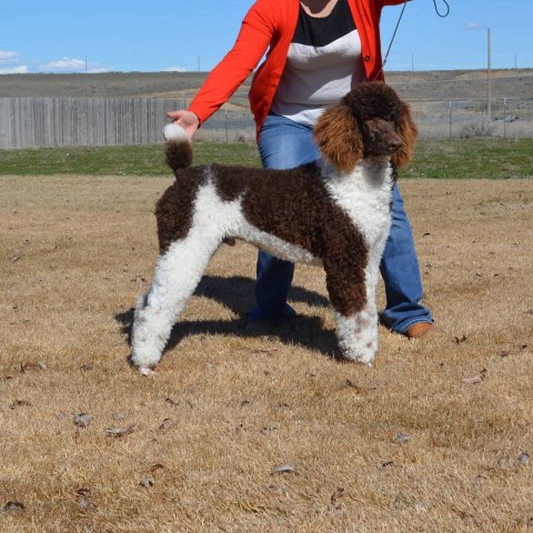 NCR Standard Poodle