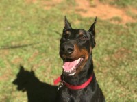 Lorenzo Rosario - Doberman Pinscher Stud