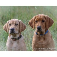 Bird Dog Labs LLC Labrador Retriever breeder