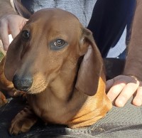 Kellie - Dachshund Stud