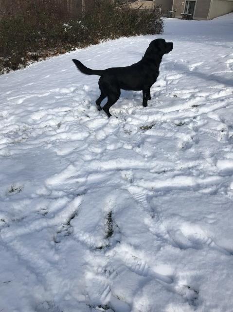 Labrador Retriever Stud 26350