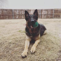 Maegan Wadeking - German Shepherd Dog Stud
