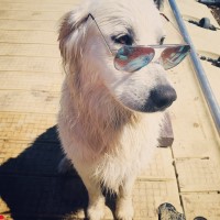 Evan and Megan Schramm - Golden Retriever Stud