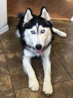 Cheri Winslow - Siberian Husky Stud