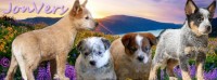 JonVers Australian Cattle Dogs Australian Cattle Dog breeder