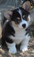 Smiling J Ranch Pembroke Welsh Corgi breeder