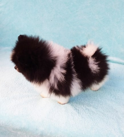Pomeranian Breeder 31962