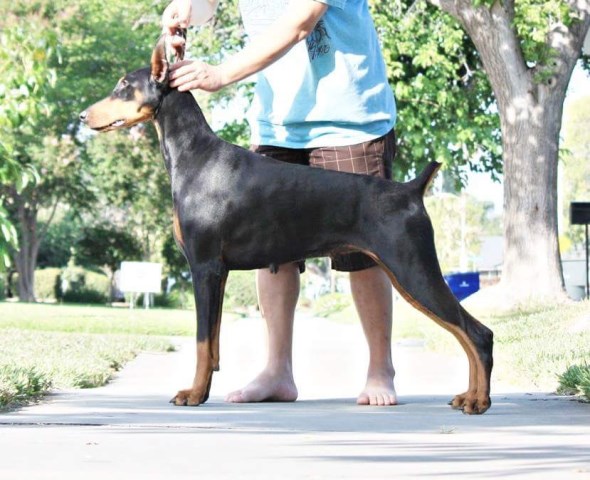 Doberman Pinscher Breeder 25462