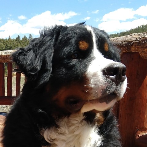 Summit Bernese Bears