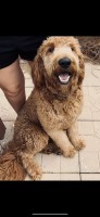 Madison Pierce - Goldendoodle Stud