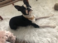 Joshua O - Boston Terrier Stud