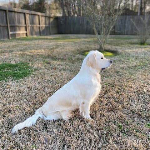 Faded Ash Golden Retrievers