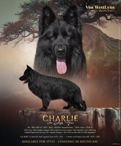 Von WestLynn German Shepherds