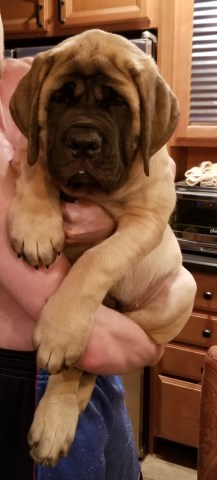 Kharisma Mastiffs