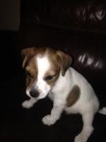 Twin Banyans Jack Russell Terriers Jack Russell Terrier breeder