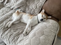 Stephen Chan - Shiba Inu Stud