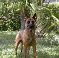 Brian - Malinois Stud