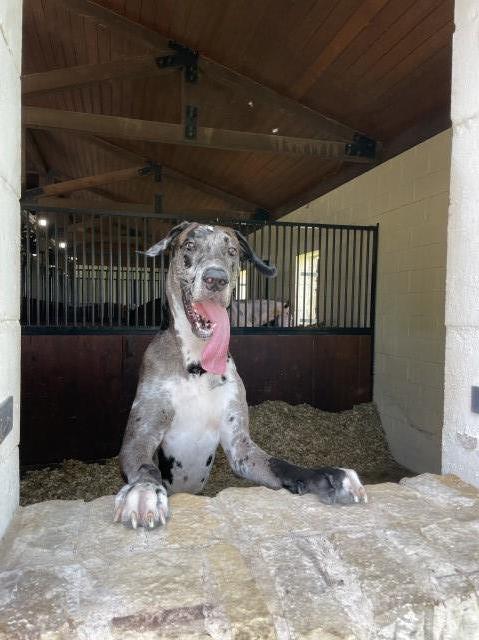 Great Dane Stud 30307