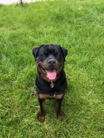 Connor - Rottweiler Stud