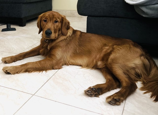 Golden Retriever Stud 31777