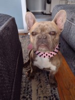 Midwest Finest Frenchies French Bulldog breeder