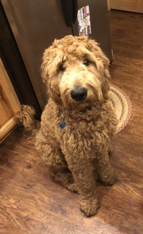 Goldendoodle Stud 29607