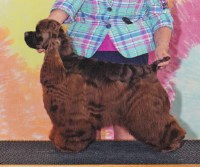 Ky-Ann Cockers American Cocker Spaniel breeder