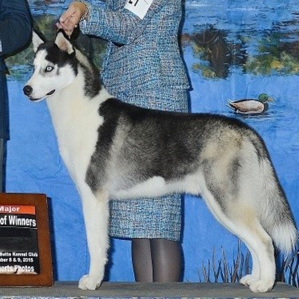 Siberian Husky Stud 25296