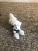 mary molini - Maltese Stud