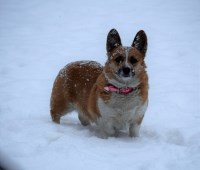 Nordosten Kennel Pembroke Welsh Corgi breeder