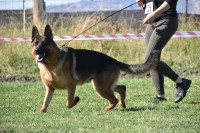 Marina - German Shepherd Dog Stud