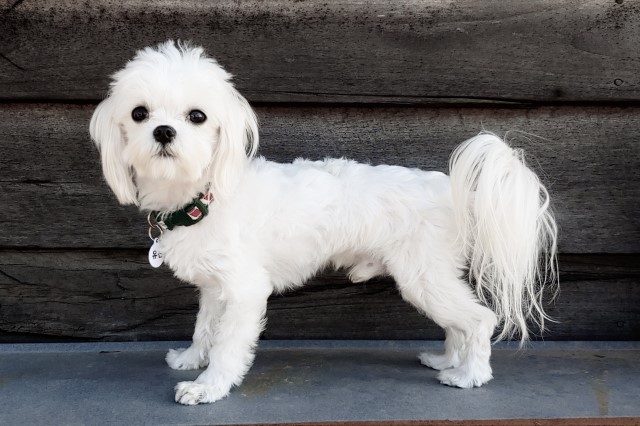 Mollie's Maltese