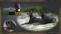Sierra Dobie Farms Doberman Pinscher breeder