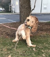 Krista Ferrier - Goldendoodle Stud