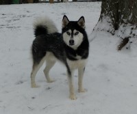 Stephen Henne - Siberian Husky Stud