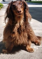 Erika Arellano - Dachshund Stud